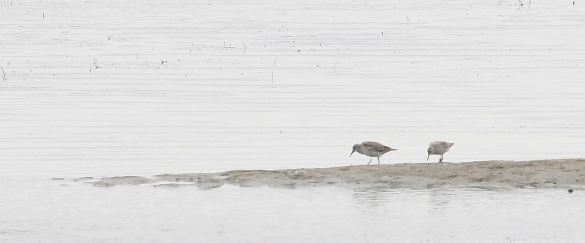 Red Knot - ML638348834