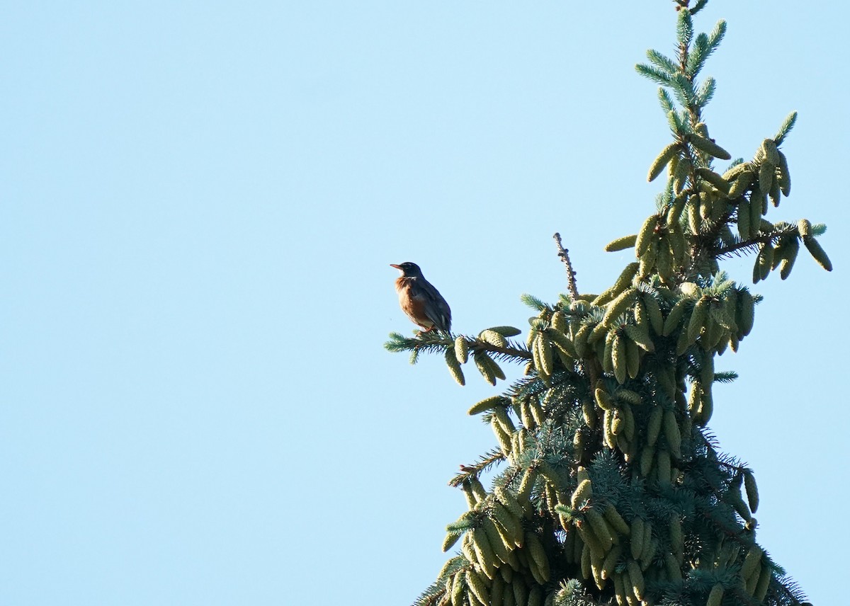 American Robin - ML638348835