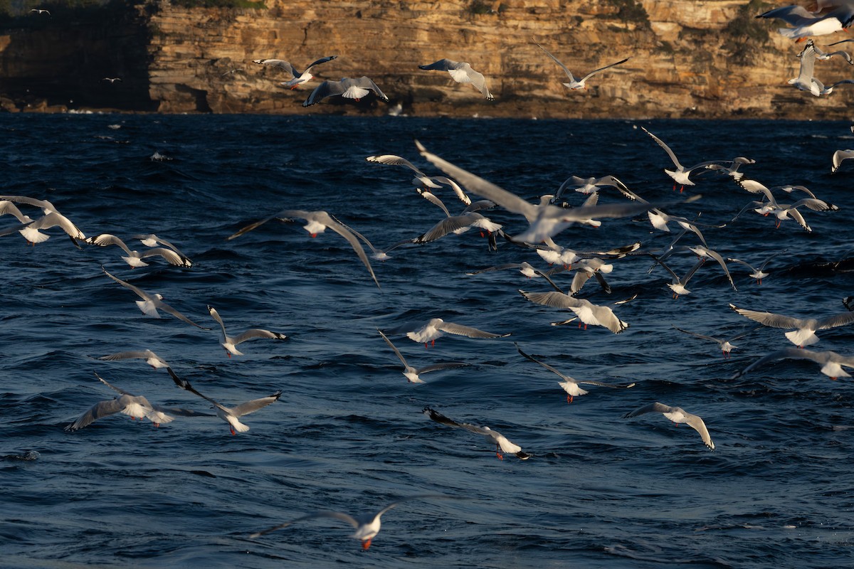 Silver Gull (Silver) - ML638348836