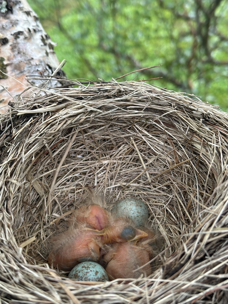 Fieldfare - ML638348837