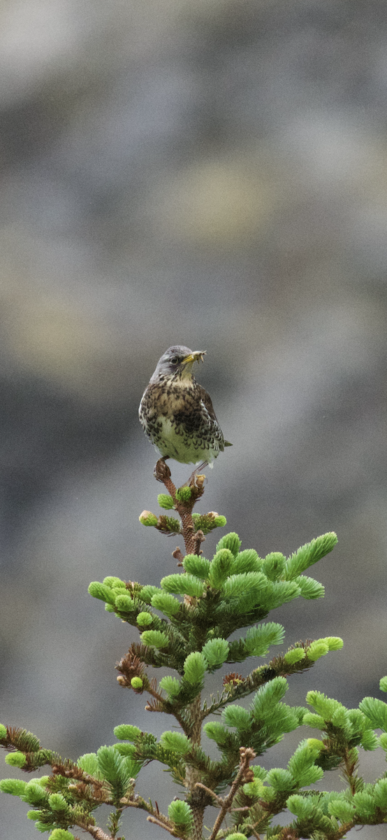 Fieldfare - ML638348838