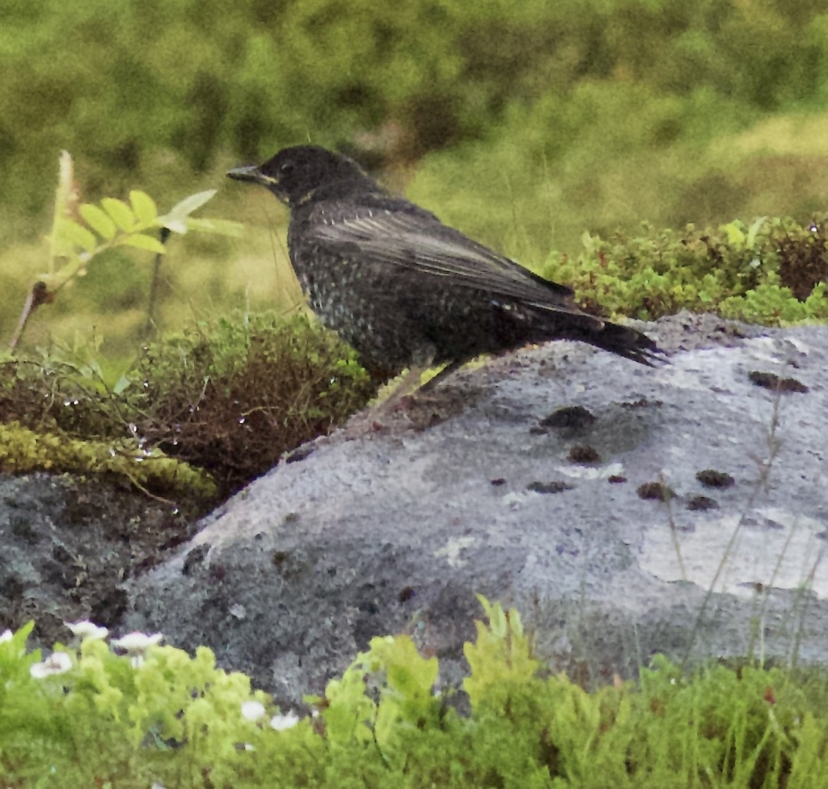 Ring Ouzel - ML638348855