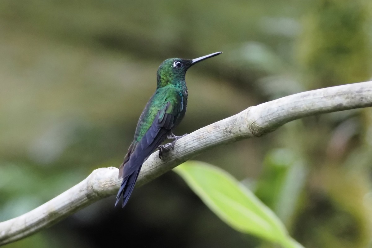 Green-crowned Brilliant - ML638348861