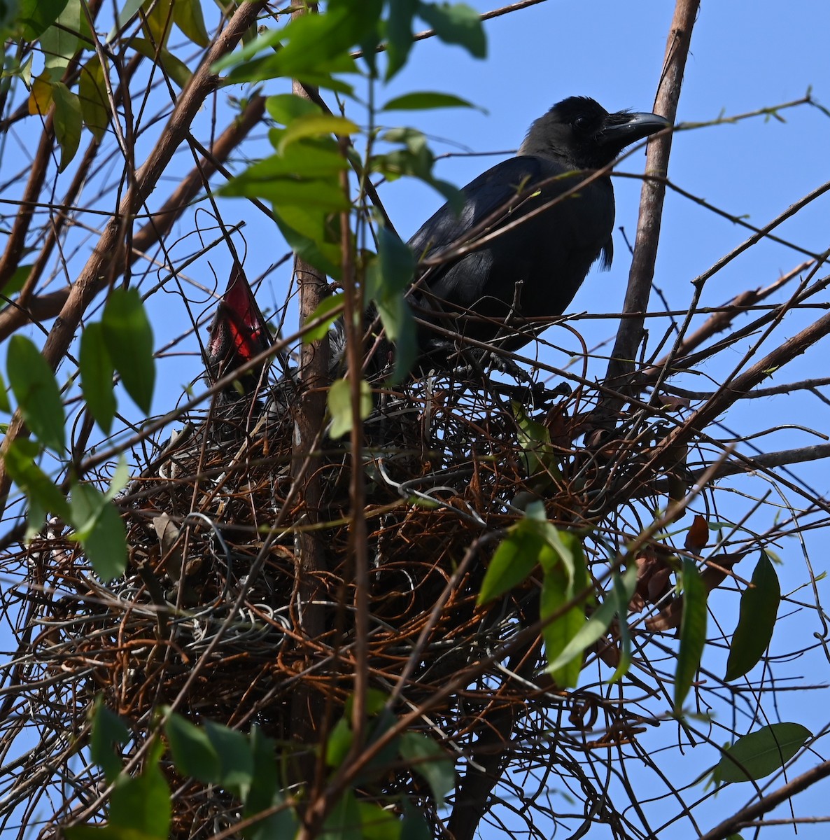 Corbeau familier - ML638348869