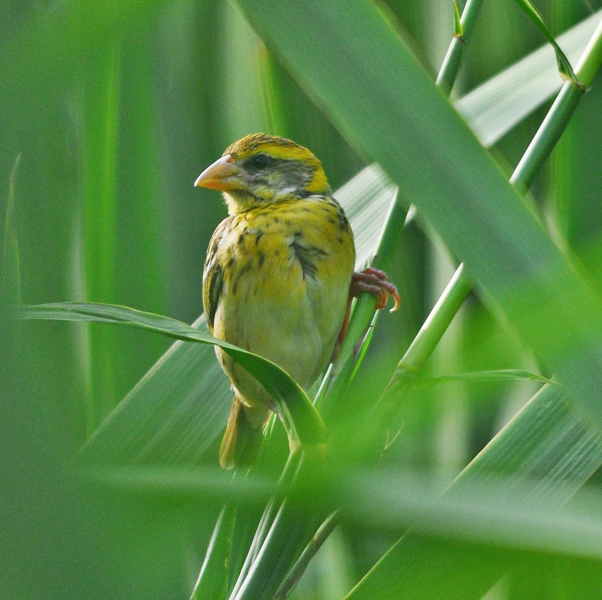 Streaked Weaver - ML638348888