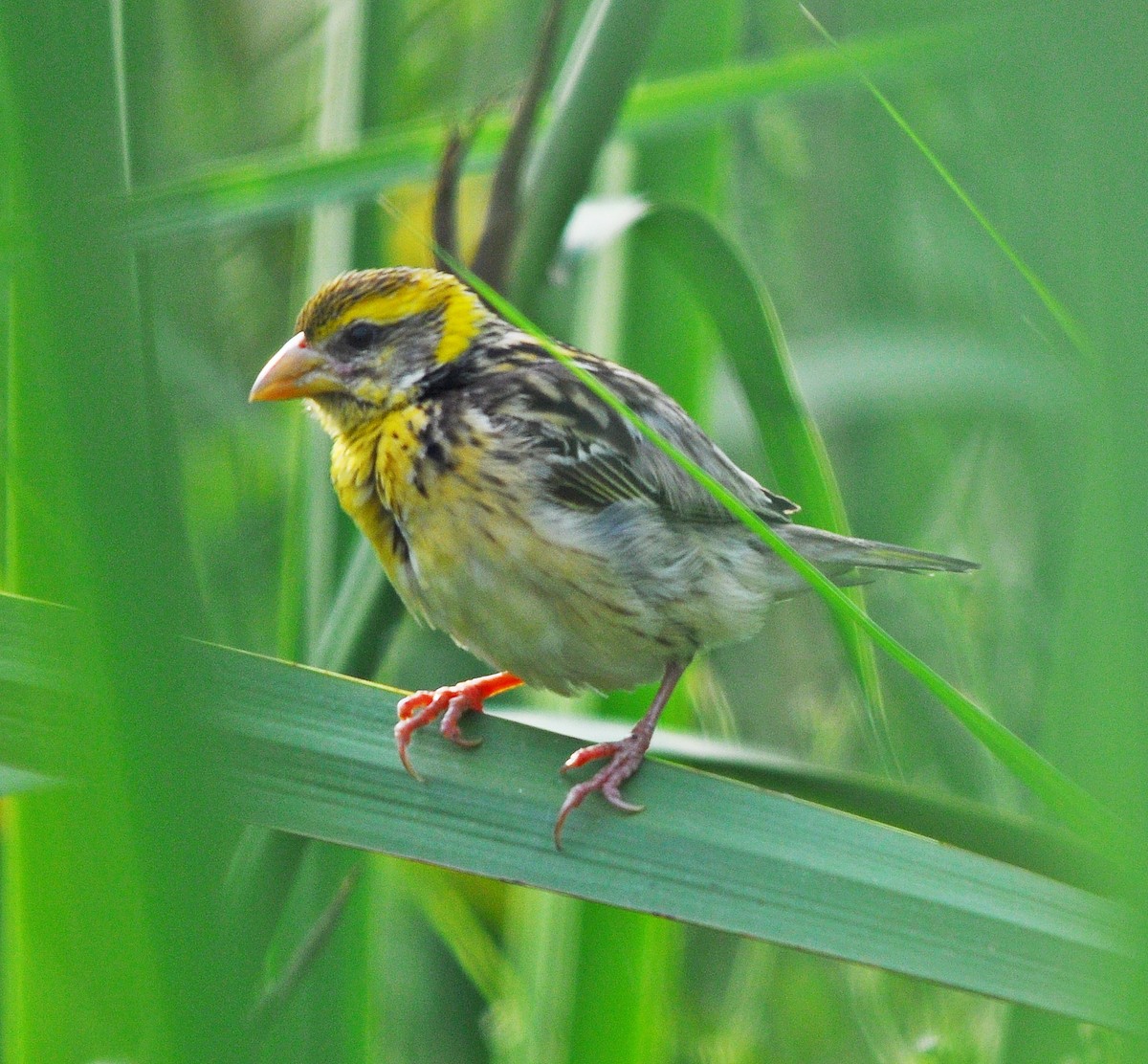 Streaked Weaver - ML638348890