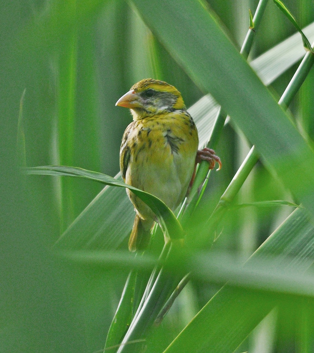 Streaked Weaver - ML638348891