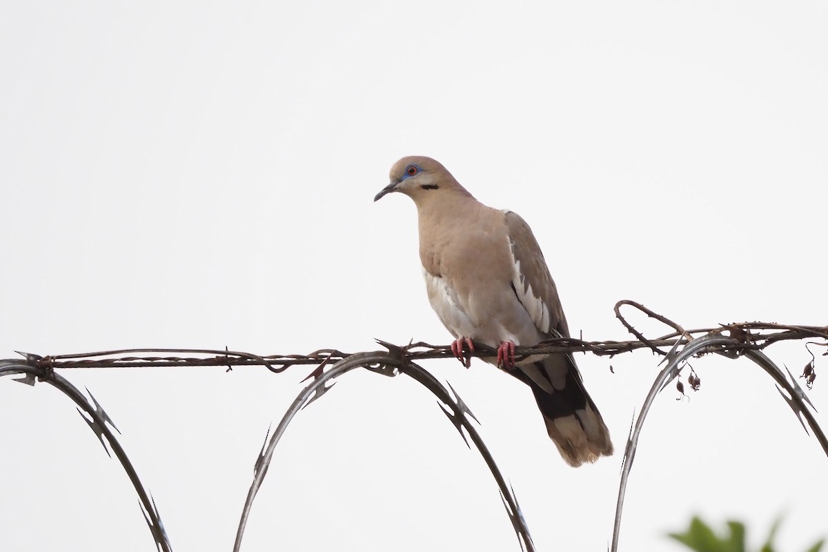 White-winged Dove - ML638348909