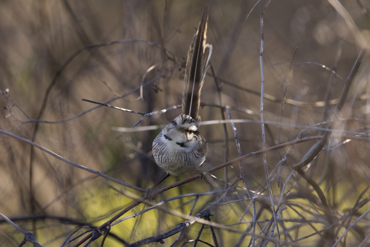 Gray Grasswren - ML638348912