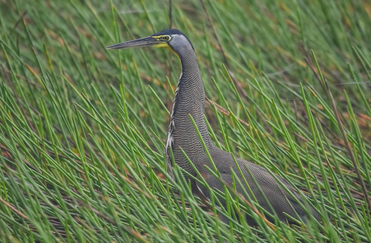 Bare-throated Tiger-Heron - ML638348913