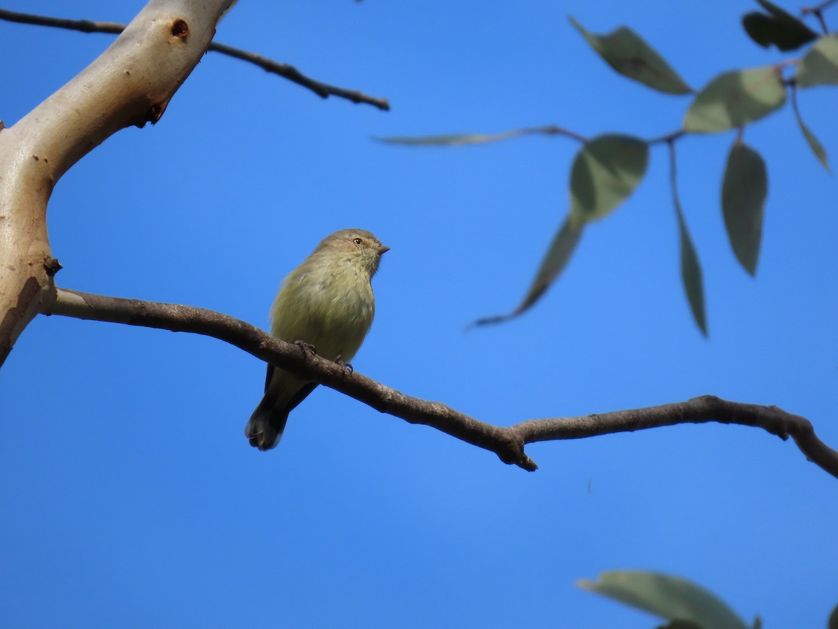 Weebill - ML638348915