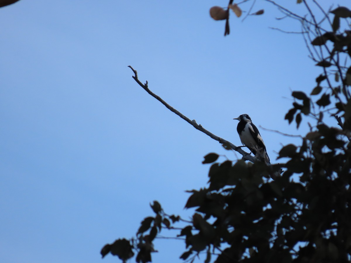 Magpie-lark - ML638348920