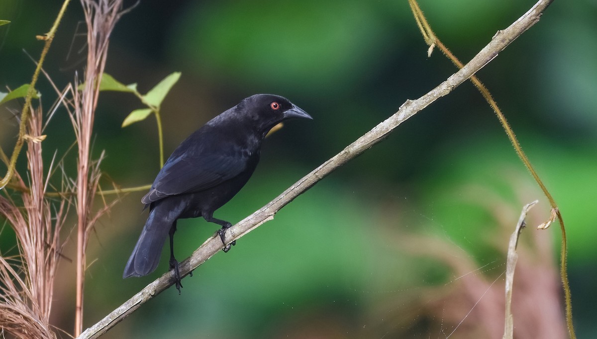 Bronzed Cowbird - ML638348921