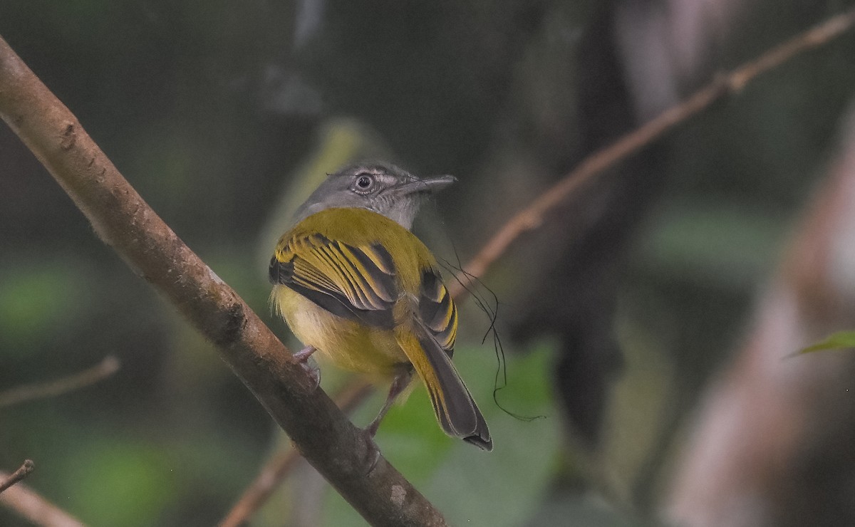 Yellow-olive Flatbill - ML638348923