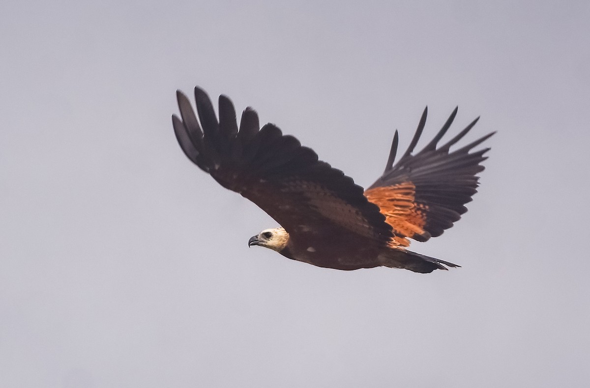 Black-collared Hawk - ML638348926