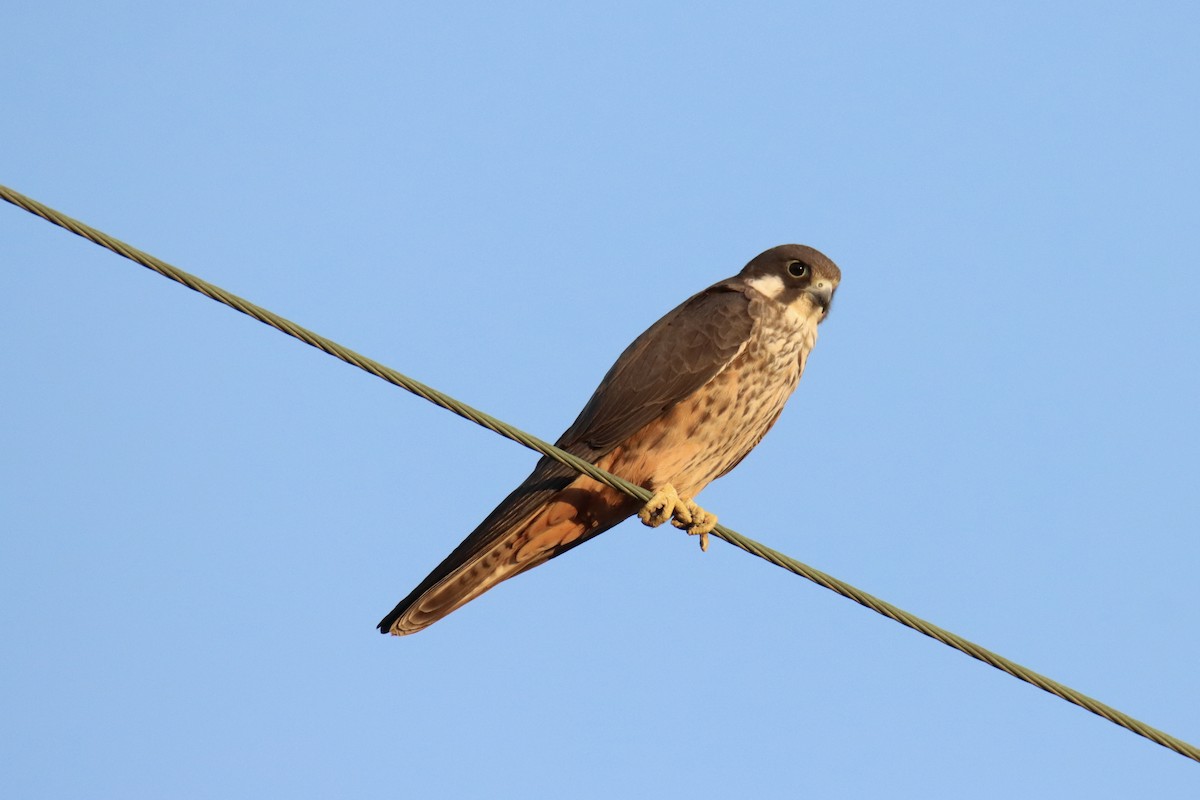 Eleonora's Falcon - ML638348932
