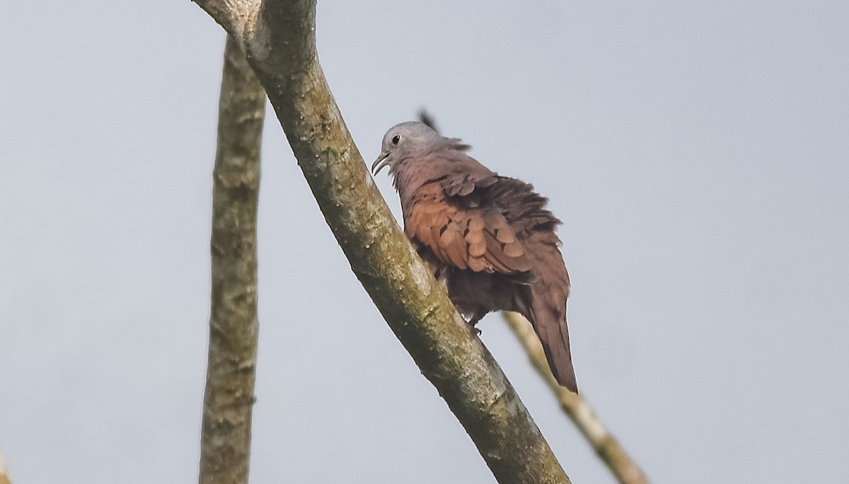 Ruddy Ground Dove - ML638348934