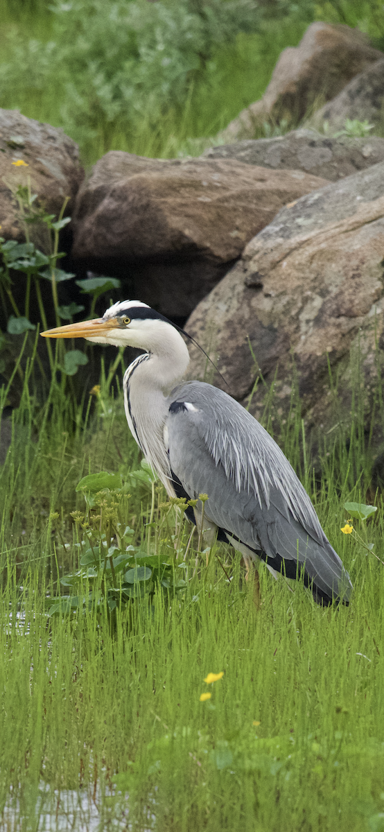 Gray Heron - ML638348937