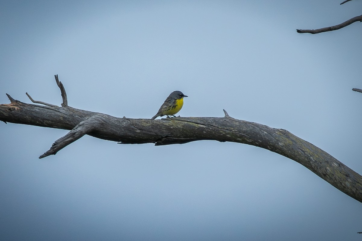 Kirtland's Warbler - ML638348972