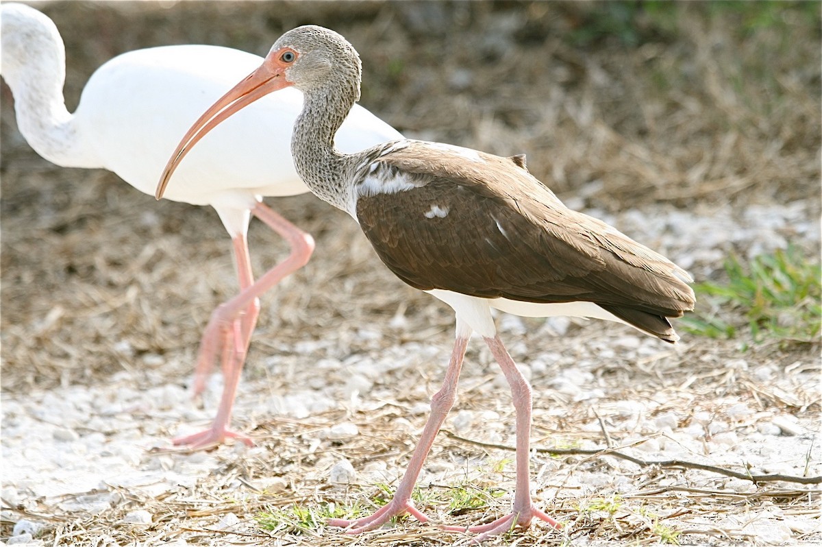 White Ibis - ML638348984