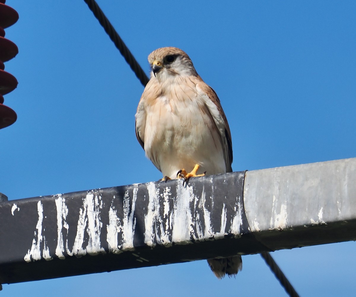 Nankeen Kestrel - ML638348985