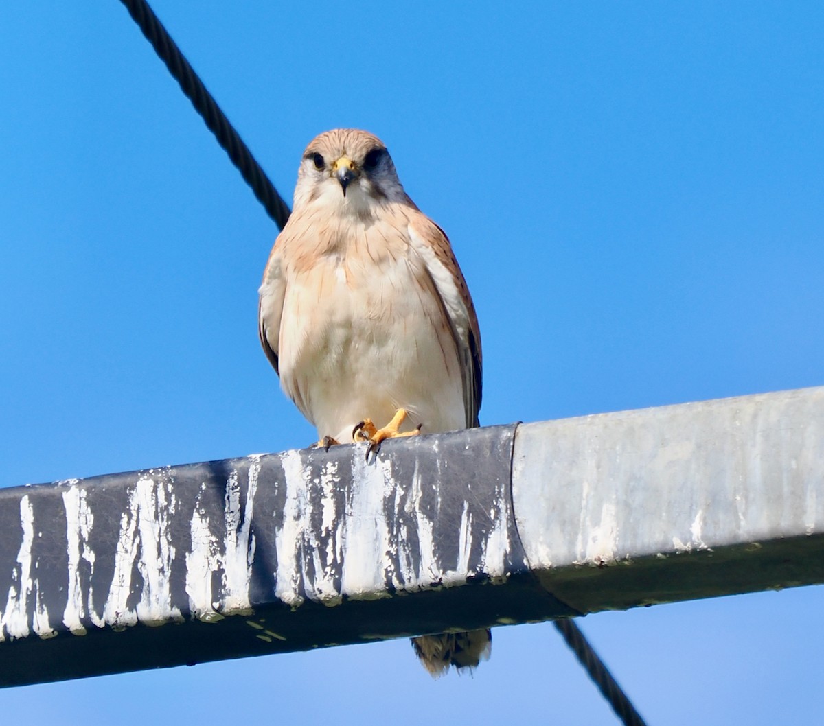 Nankeen Kestrel - ML638348986