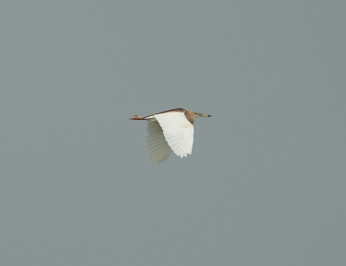 mangrovehegre - ML638349007