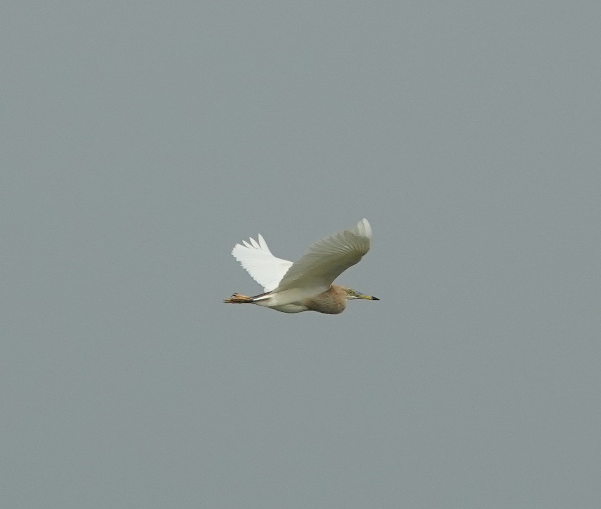 mangrovehegre - ML638349008