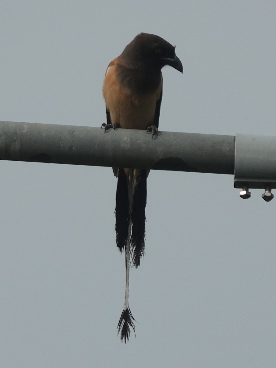 Rufous Treepie - ML638349019