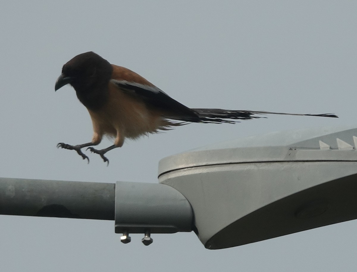 Rufous Treepie - ML638349020