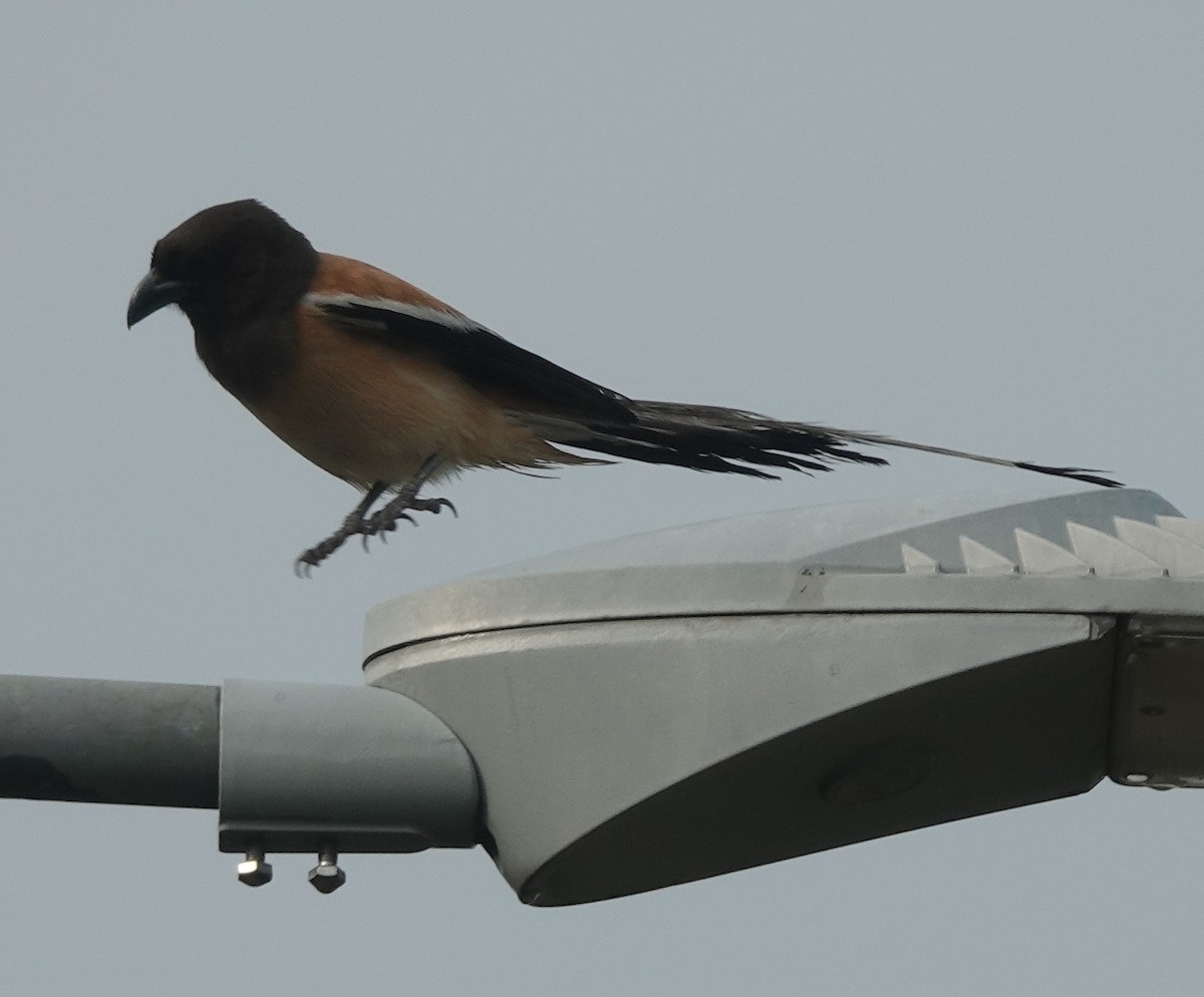 Rufous Treepie - ML638349021