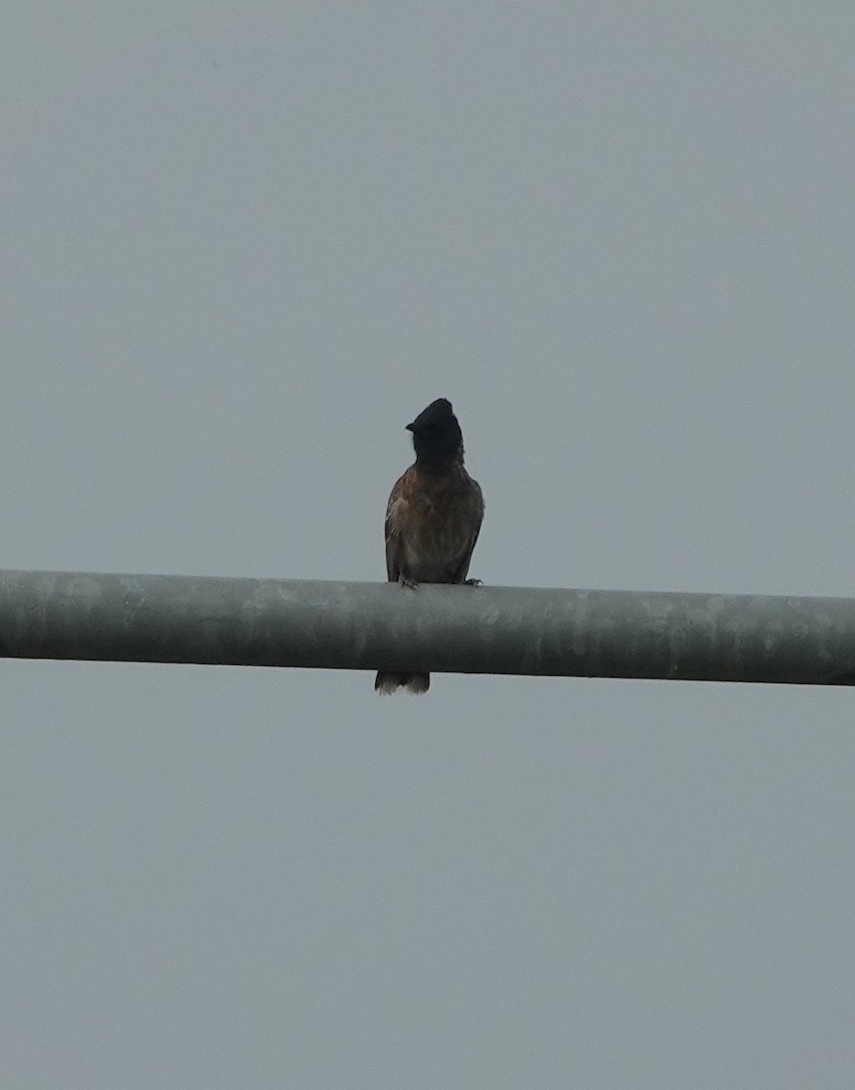 Bulbul à ventre rouge - ML638349028