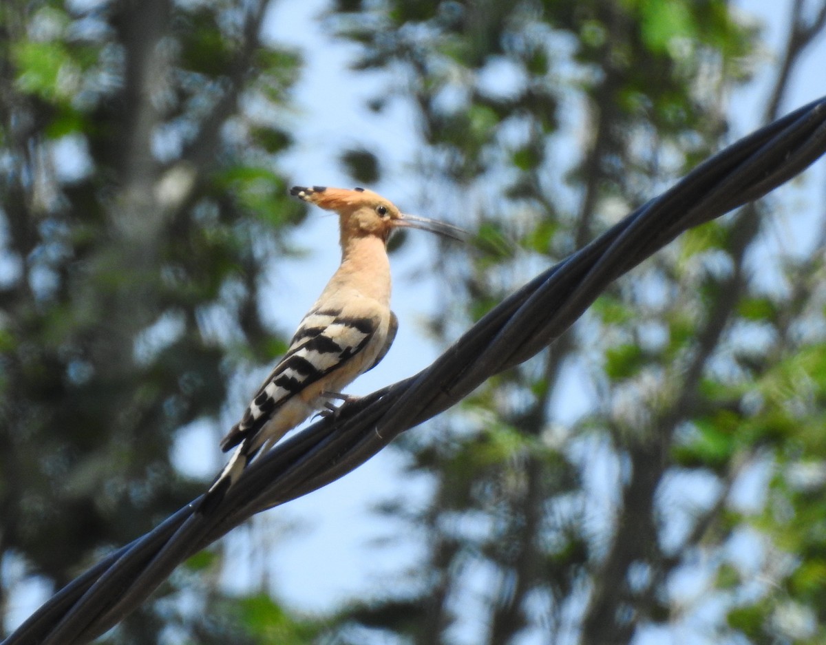 Eurasian Hoopoe - ML638349038