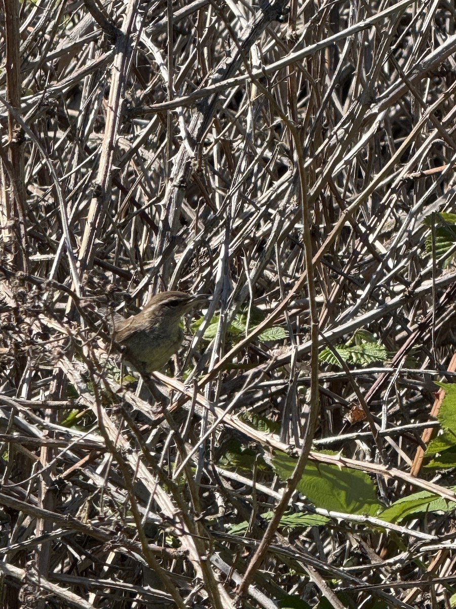 Bewick's Wren - ML638349048