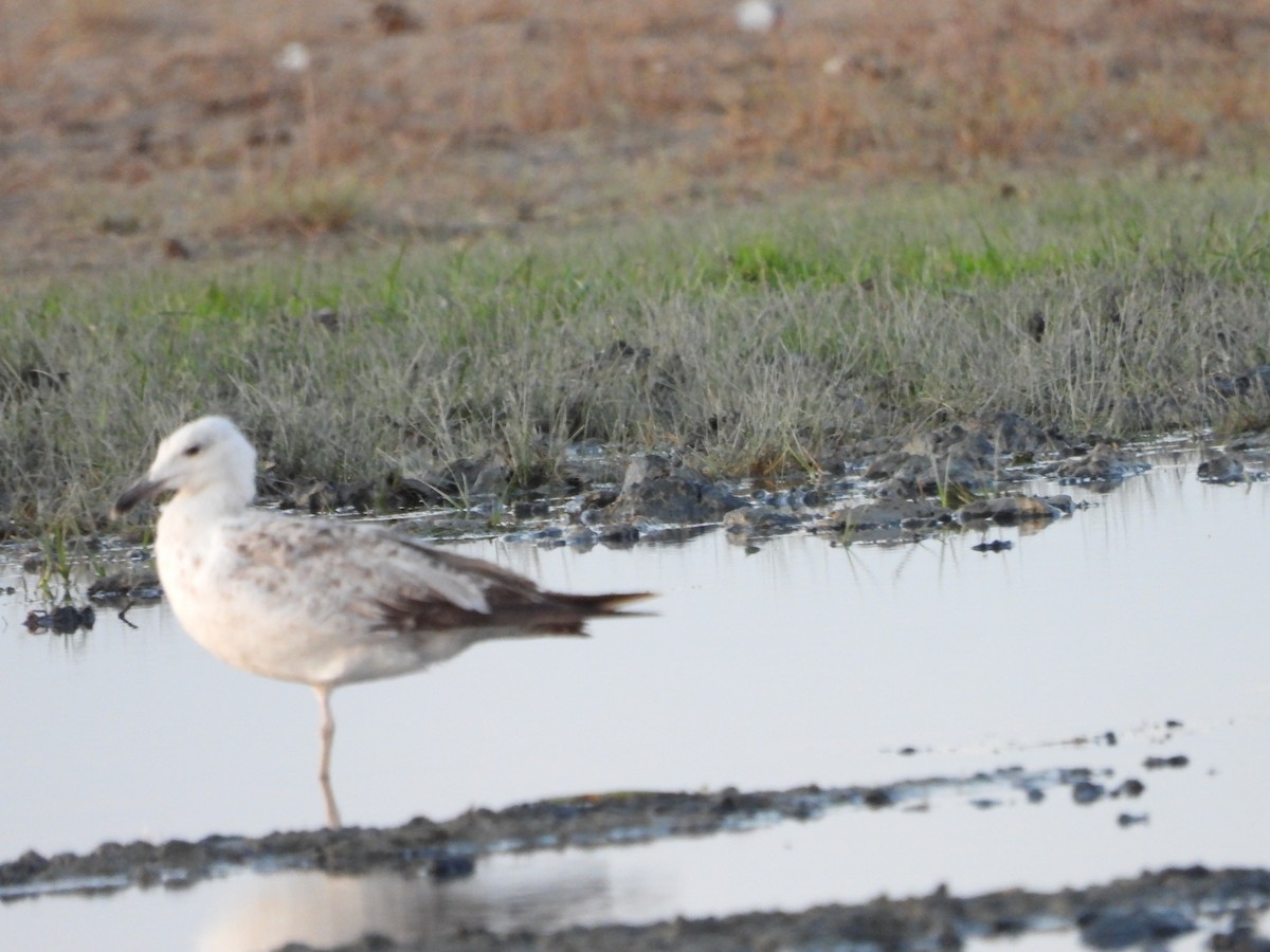 Caspian Gull - ML638349051