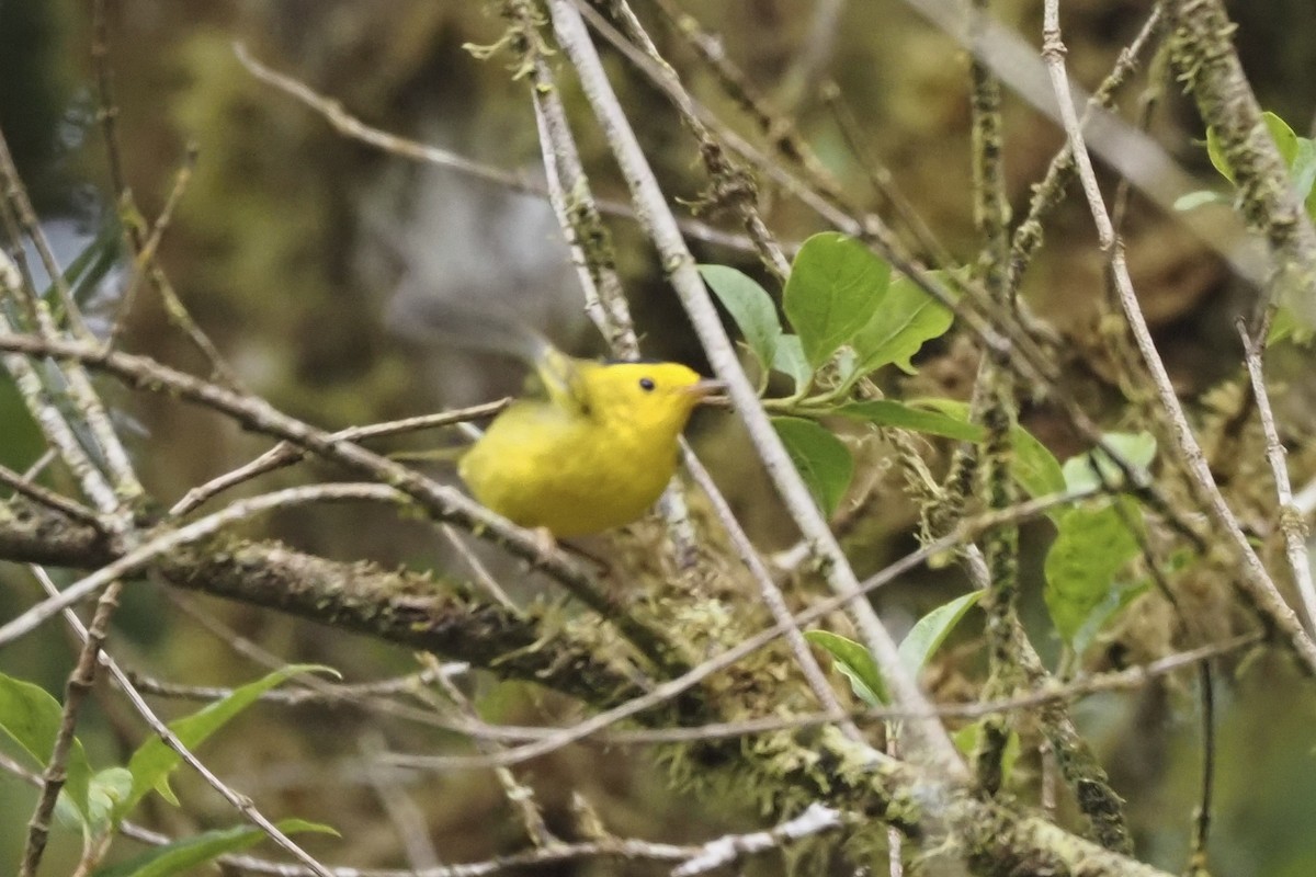 Wilson's Warbler - ML638349053