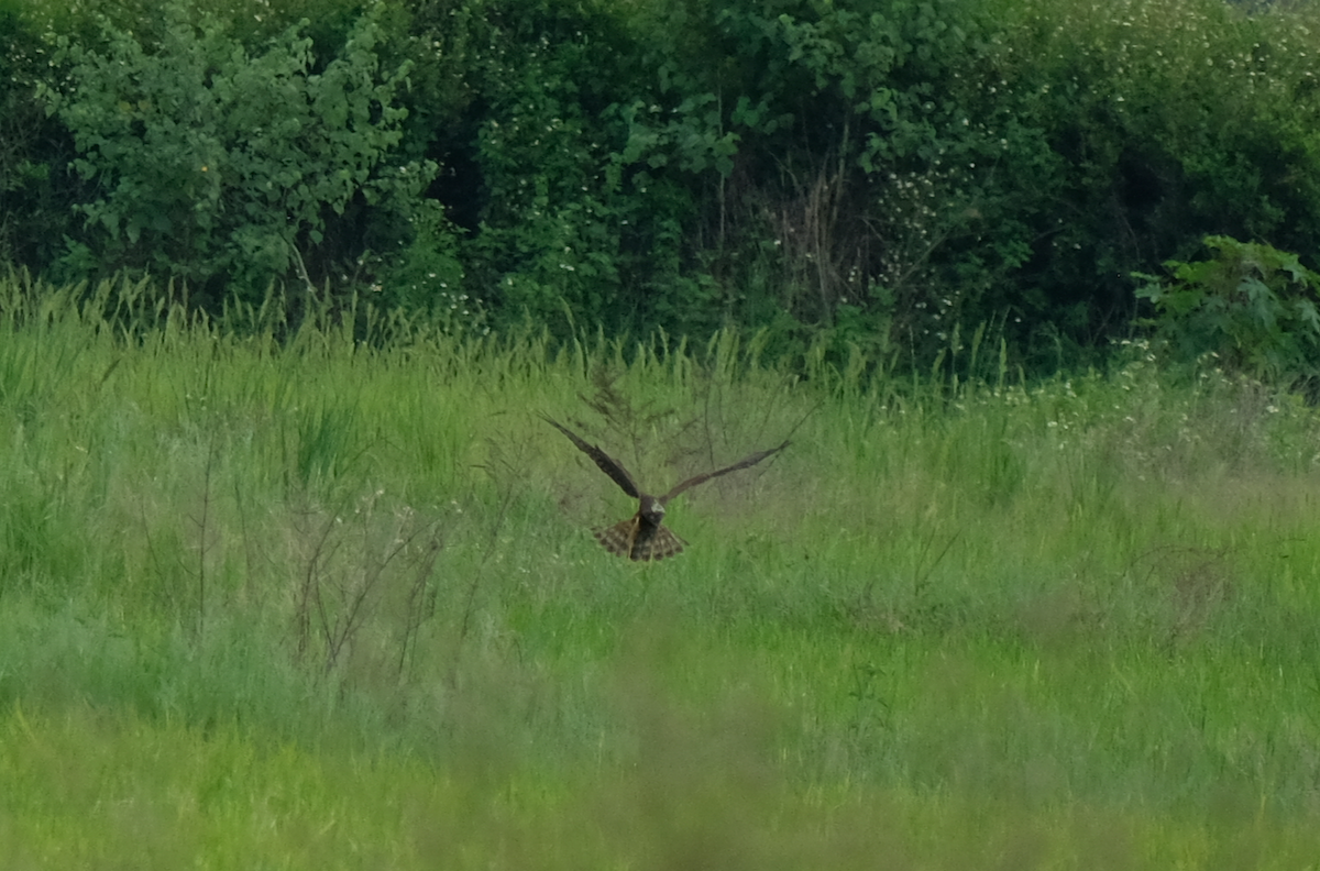 Pied Harrier - ML638349054