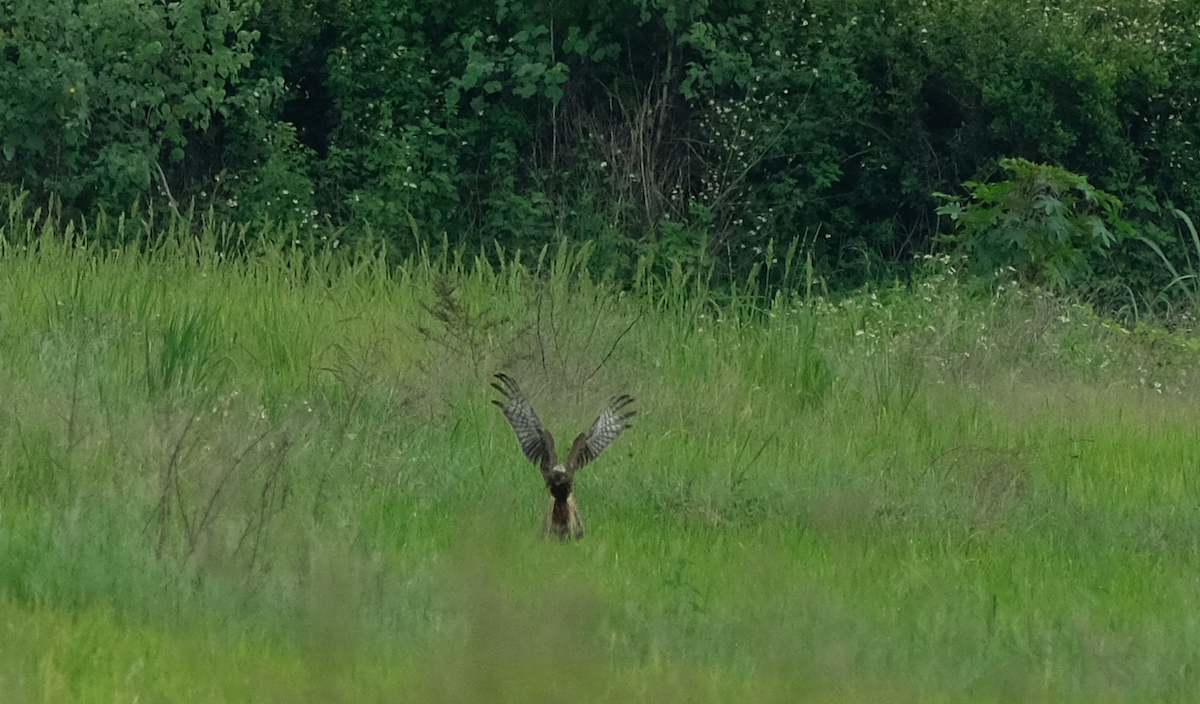 Pied Harrier - ML638349055