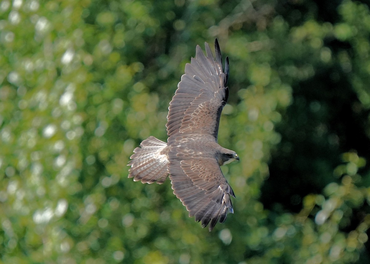 Swainson's Hawk - ML638349057