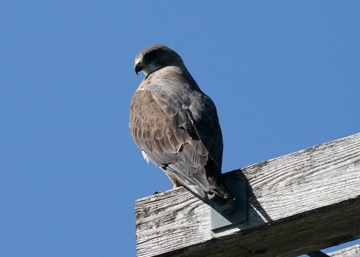 Swainson's Hawk - ML638349058