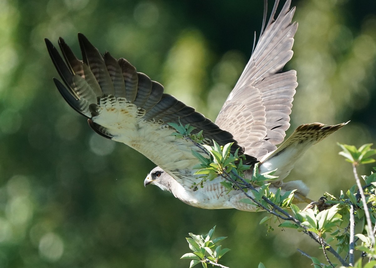 Swainson's Hawk - ML638349059