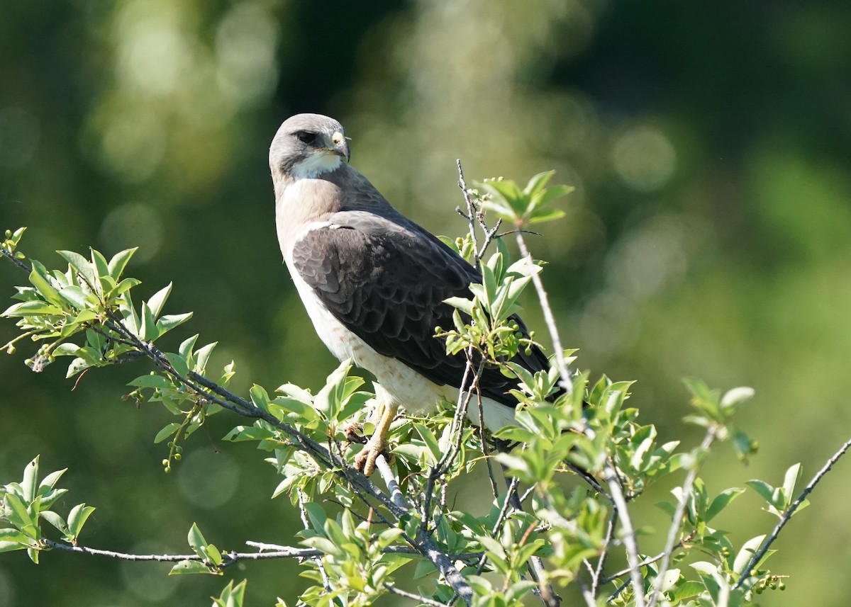 Swainson's Hawk - ML638349061