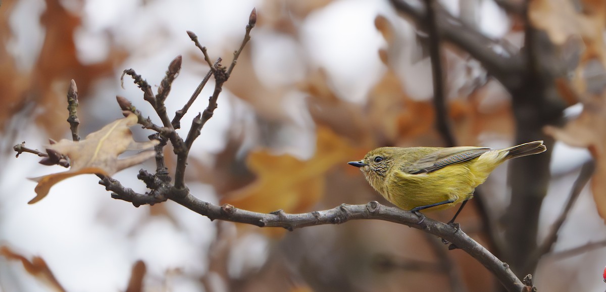 Yellow Thornbill - ML638349066
