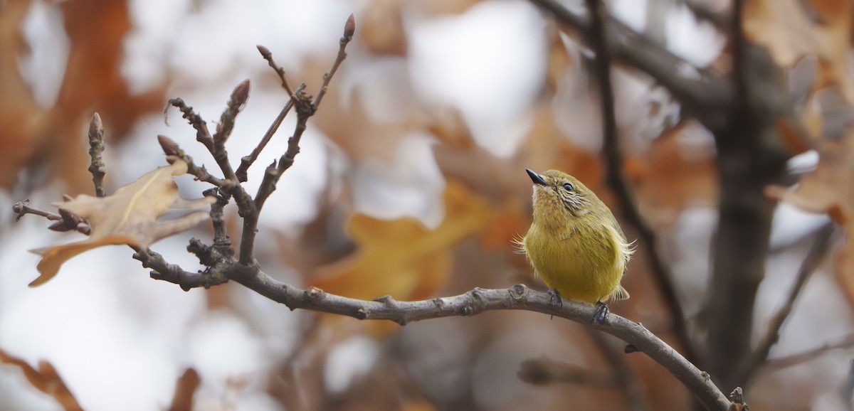 Yellow Thornbill - ML638349069