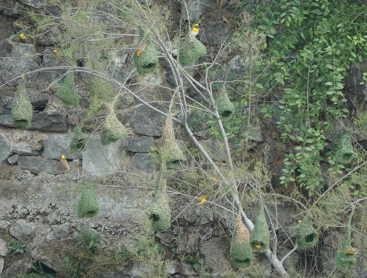 Baya Weaver - ML638349087