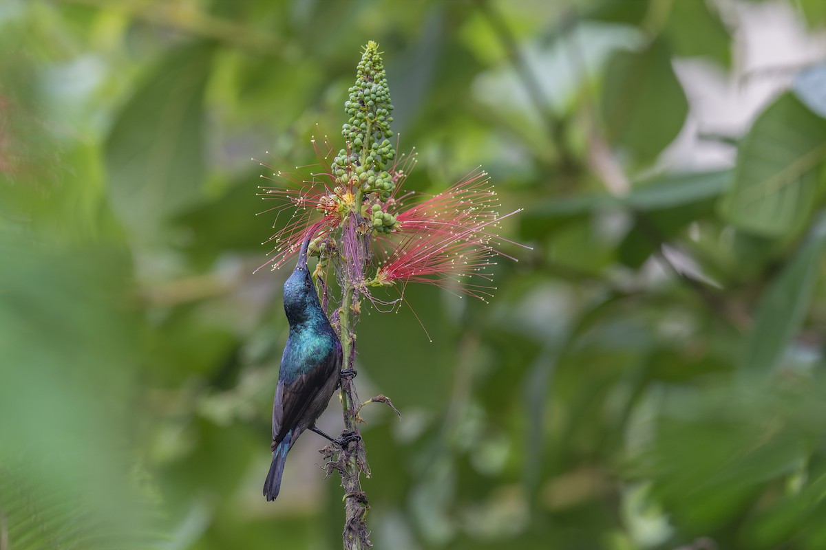 Loten's Sunbird - ML638349092