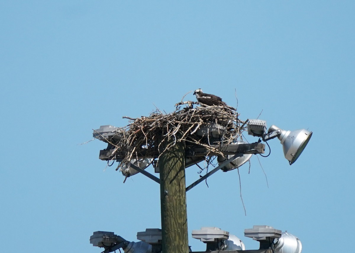 Osprey - ML638349093