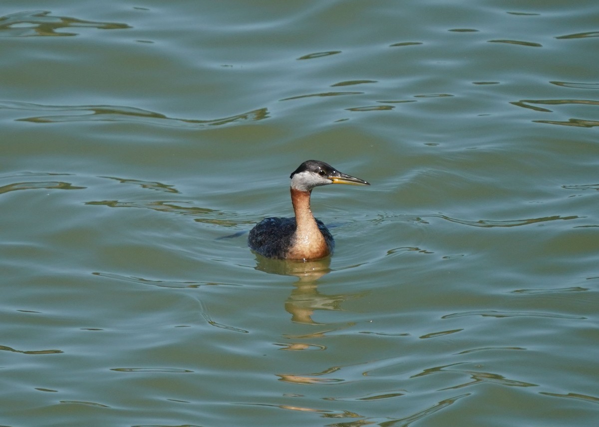 Red-necked Grebe - ML638349094