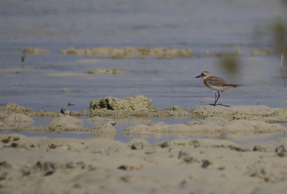 Greater Sand-Plover - ML638349096