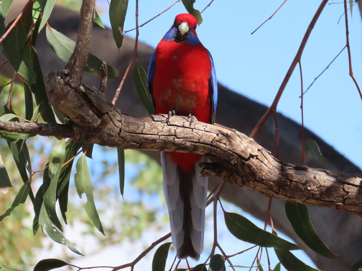Crimson Rosella - ML638349100